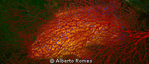 A  bluespotted coral grouper behind  a red gorgonian
 by Alberto Romeo 